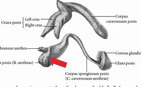 Corpora Cavernosa Là Gì