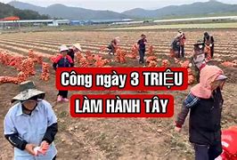 Lao Động Thời Vụ Hàn Quóc Ở Đâu Tốt Nhất Hà Nội Mới Nhất